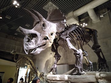 国立科学博物館に投稿された画像（2023/2/13）