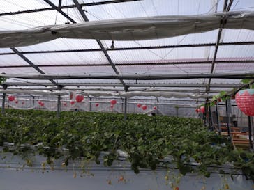 (株)みどりやファームに投稿された画像（2023/2/13）