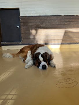 世界の名犬牧場に投稿された画像（2023/2/13）