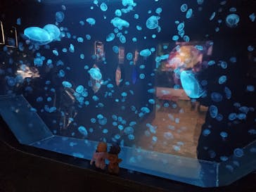 下田海中水族館に投稿された画像（2023/2/13）