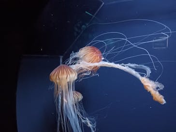 下田海中水族館に投稿された画像（2023/2/13）