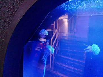 下田海中水族館に投稿された画像（2023/2/13）