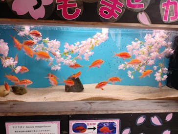 下田海中水族館に投稿された画像（2023/2/13）