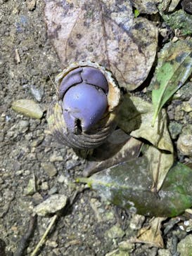 石垣島 ADVENTURE PiPi（イシガキジマアドベンチャーピピ）に投稿された画像（2023/2/13）