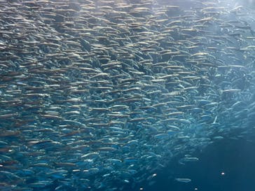 名古屋港水族館に投稿された画像（2023/2/13）