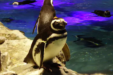 すみだ水族館に投稿された画像（2023/2/13）