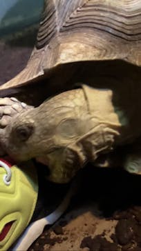 体感型動物園iZooに投稿された画像（2023/2/13）