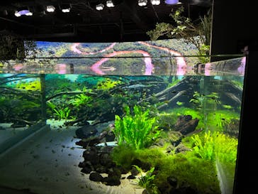 カワスイ 川崎⽔族館に投稿された画像（2023/2/14）