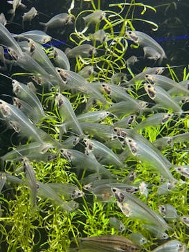 カワスイ 川崎⽔族館に投稿された画像（2023/2/14）