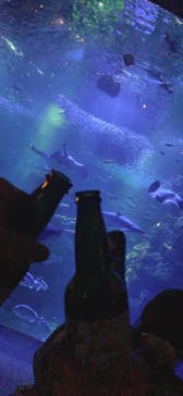 新江ノ島水族館に投稿された画像（2023/2/14）