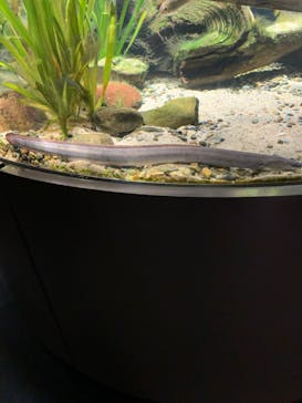 カワスイ 川崎⽔族館に投稿された画像（2023/2/14）