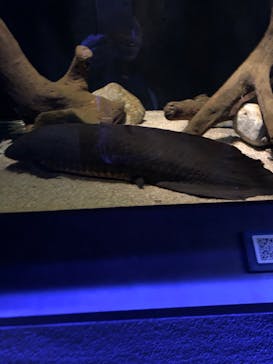 カワスイ 川崎⽔族館に投稿された画像（2023/2/14）