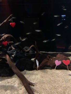 カワスイ 川崎⽔族館に投稿された画像（2023/2/14）