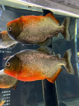 カワスイ 川崎⽔族館に投稿された画像（2023/2/14）