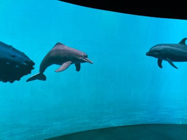 カワスイ 川崎⽔族館に投稿された画像（2023/2/14）