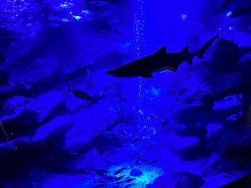 すみだ水族館に投稿された画像（2023/2/14）