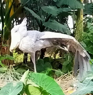 神戸どうぶつ王国に投稿された画像（2023/2/14）