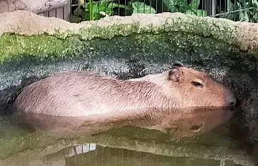 神戸どうぶつ王国に投稿された画像（2023/2/14）