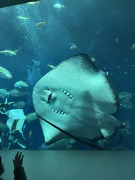 大分マリーンパレス水族館 「うみたまご」に投稿された画像（2023/2/14）