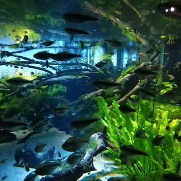 カワスイ 川崎⽔族館に投稿された画像（2023/2/14）