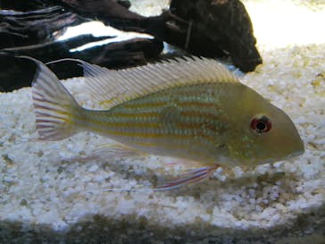 カワスイ 川崎⽔族館に投稿された画像（2023/2/14）