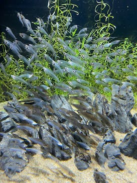 カワスイ 川崎⽔族館に投稿された画像（2023/2/14）