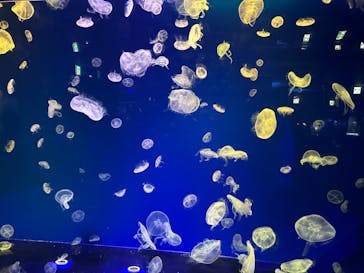 名古屋港水族館に投稿された画像（2023/2/15）