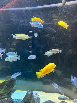 カワスイ 川崎⽔族館に投稿された画像（2023/2/15）