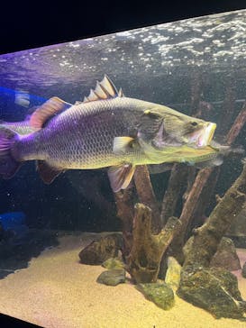 カワスイ 川崎⽔族館に投稿された画像（2023/2/15）