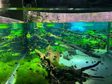 カワスイ 川崎⽔族館に投稿された画像（2023/2/15）