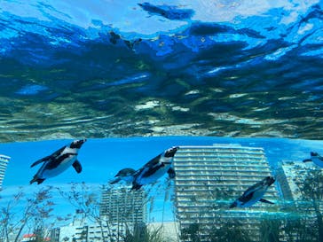 サンシャイン水族館に投稿された画像（2023/2/15）