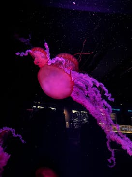 京都水族館に投稿された画像（2023/2/15）