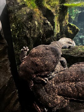 京都水族館に投稿された画像（2023/2/15）