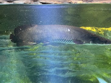 カワスイ 川崎⽔族館に投稿された画像（2023/2/15）