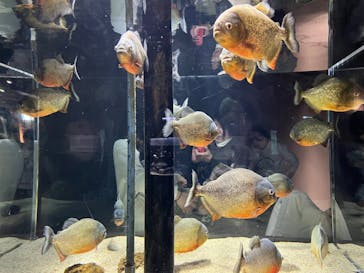 カワスイ 川崎⽔族館に投稿された画像（2023/2/15）