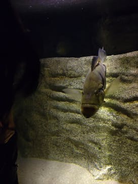 カワスイ 川崎⽔族館に投稿された画像（2023/2/15）