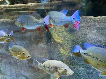 カワスイ 川崎⽔族館に投稿された画像（2023/2/15）