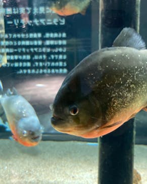 カワスイ 川崎⽔族館に投稿された画像（2023/2/15）
