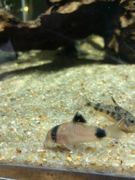 カワスイ 川崎⽔族館に投稿された画像（2023/2/15）