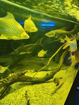 カワスイ 川崎⽔族館に投稿された画像（2023/2/15）