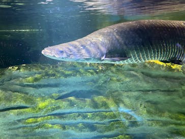 カワスイ 川崎⽔族館に投稿された画像（2023/2/15）