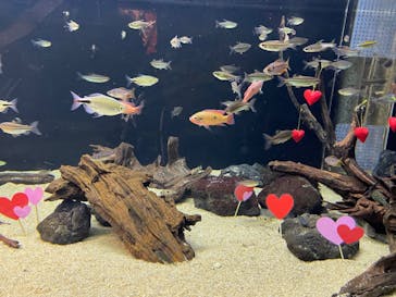 カワスイ 川崎⽔族館に投稿された画像（2023/2/15）