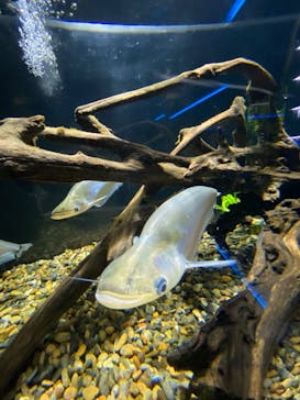 カワスイ 川崎⽔族館に投稿された画像（2023/2/15）