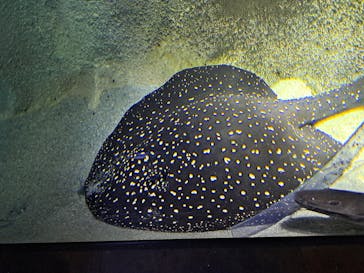 カワスイ 川崎⽔族館に投稿された画像（2023/2/15）