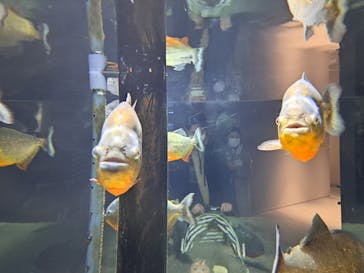 カワスイ 川崎⽔族館に投稿された画像（2023/2/15）