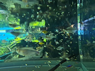 カワスイ 川崎⽔族館に投稿された画像（2023/2/15）
