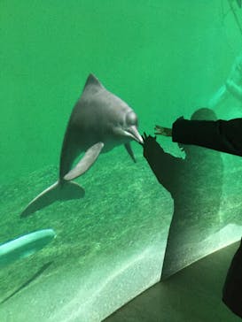 カワスイ 川崎⽔族館に投稿された画像（2023/2/15）