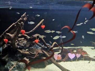 カワスイ 川崎⽔族館に投稿された画像（2023/2/15）