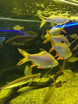 カワスイ 川崎⽔族館に投稿された画像（2023/2/15）