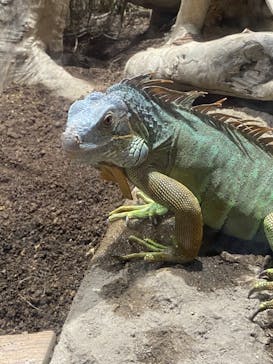 カワスイ 川崎⽔族館に投稿された画像（2023/2/15）